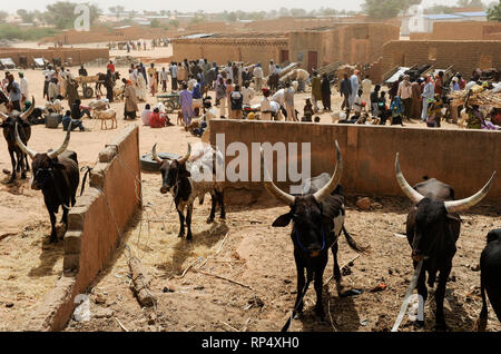 Le NIGER, Sahel, Zinder, marché au bétail avec vaches zébu Banque D'Images