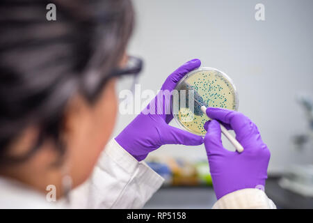 Femme scientifique microbiologiste / l'examen de la plaque de culture bactérienne