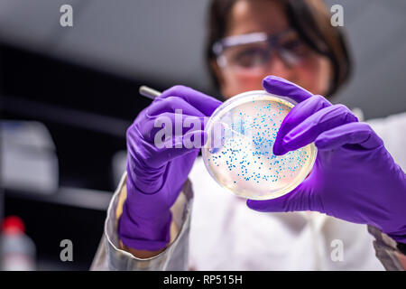 Femme scientifique microbiologiste / l'examen de la plaque de culture bactérienne