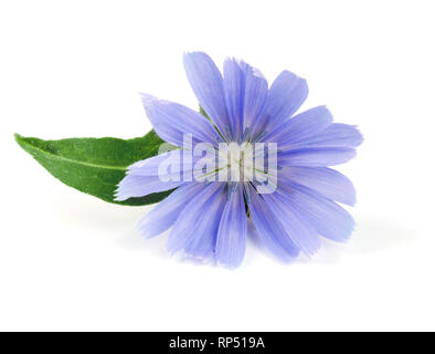 Fleur de chicorée avec feuille isolé sur fond blanc macro. Banque D'Images