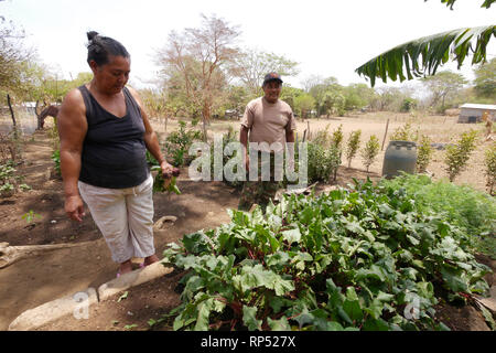 Nicaragua CANTERA projets. Accueil de José Sanches (63), son épouse Melonia Ayala (60), tante Pétronille Ayala (96), filles Marciel et petite fille Naomi (6). Jose et Melonia dans leur jardin. Banque D'Images