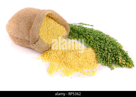 Millet dans un sac avec des épillets vert isolé sur fond blanc. Banque D'Images