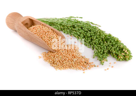 Millet dans scoop en bois avec des épillets vert isolé sur fond blanc. Nourriture pour perroquets. Banque D'Images