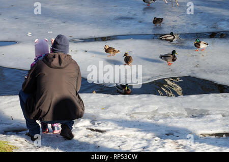 Avec un papa les repas des tout-petits canards au Bastion Hill Park (Bastejkalns) au centre de Riga, Lettonie Banque D'Images