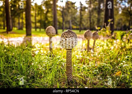 La Coulemelle, Macrolepiota procera, une politique commune mais très apprécié des espèces de champignons, souvent recueillis sur les incursions de champignons à l'automne. Banque D'Images