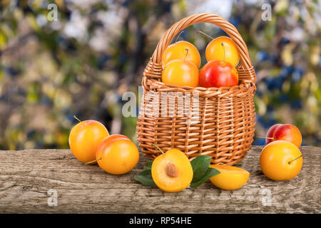 Prunes jaunes dans un panier en osier sur une table en bois avec un jardin contexte flou. Banque D'Images