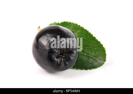 Aronie isolé sur fond blanc. Aronia noir des baies. Banque D'Images