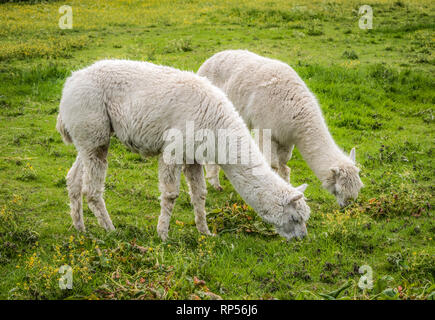 Alpaca (Vicugna pacos) - une espèce de camélidés sud-américains. Banque D'Images