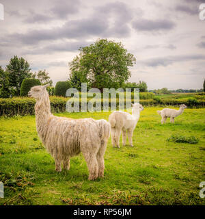Alpaca (Vicugna pacos) - une espèce de camélidés sud-américains. Banque D'Images