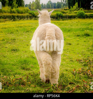 Alpaca (Vicugna pacos) - une espèce de camélidés sud-américains. Banque D'Images