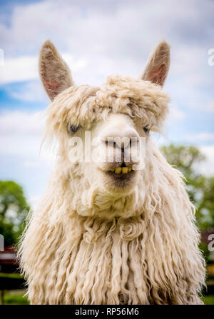 Alpaca (Vicugna pacos) - une espèce de camélidés sud-américains. Banque D'Images
