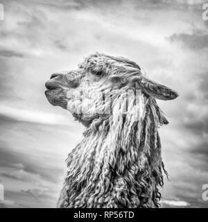 Photo de profil d'un Suri Alpaca avec sa polaire de type Dreadlock. Banque D'Images