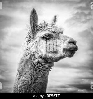 Alpaca (Vicugna pacos) - une espèce de camélidés sud-américains. Banque D'Images