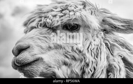 Alpaca (Vicugna pacos) - une espèce de camélidés sud-américains. Banque D'Images