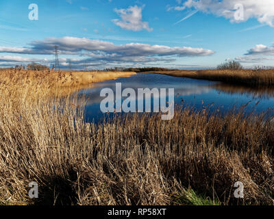 Newport, RSPB Zones humides, lacs et étangs. Banque D'Images