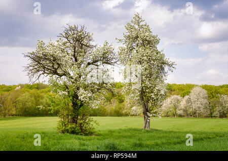 Vieux arbres fruitiers floraison dans une prairie agricole vert au printemps, forêt en arrière-plan, Westerwald, Rhénanie-Palatinat, Allemagne Banque D'Images