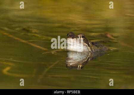 Grenouille Rousse, Rana temporaria, homme, l'attente dans l'étang de reproduction pour les femelles d'arriver pour le frai, Février, étang de jardin Banque D'Images