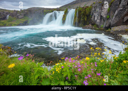 Les fleurs sauvages d'été à côté d'Baejarfoss Sjoarfoss ou cascade, l'une des plus basses tombe en dessous de la cascade Dynjandi. Westfjords, Islande. Banque D'Images