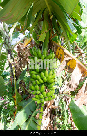Sur fruits les bananiers en plantation, St Davids, Grenade, Lesser Antilles, Caribbean Banque D'Images