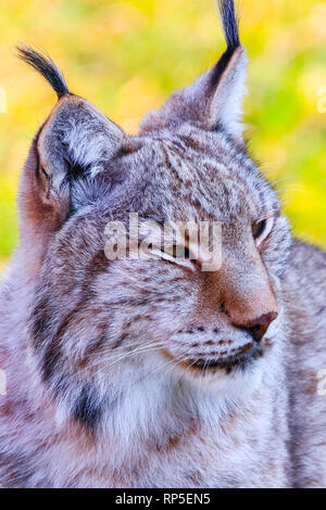 Le lynx d'Eurasie boréale ou Lynx (Lynx lynx), est un chat de taille moyenne originaire de la Sibérie, du Centre, de l'Est et en Asie du Sud, Amérique du Nord, Centrale et de l'Est de l'Euro Banque D'Images