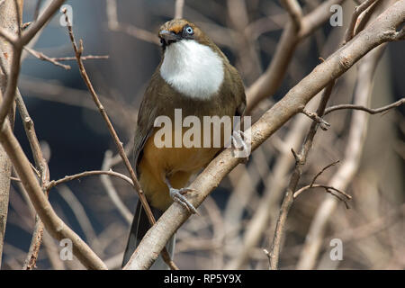 Riant à gorge blanche (Garrulax frontalis). Contreforts de l'Himalaya, l'Inde du nord. Banque D'Images