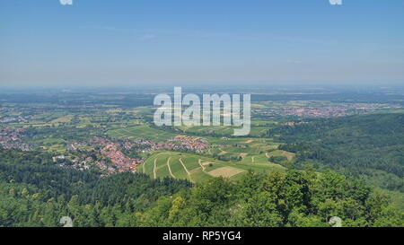 Vue de vignes en été Banque D'Images