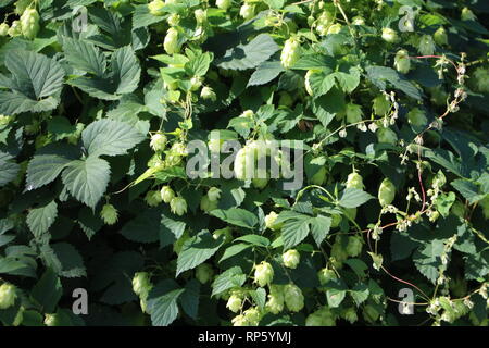 Le houblon sauvage dans la réserve naturelle Banque D'Images