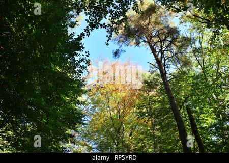 Grands arbres dans le soleil Banque D'Images