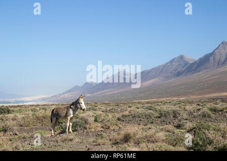 Âne à plage de Cofete et belle vue sur montagne de Jandia, Fuerteventura, îles Canaries, Espagne Banque D'Images