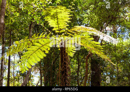 Fougère magnifique arbre en parc national de Springbrook, Queensland, Australie Banque D'Images