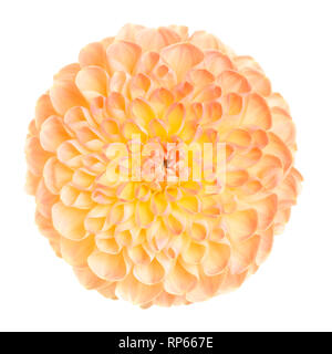 High Angle View of Dahlia Flower against White Background Banque D'Images