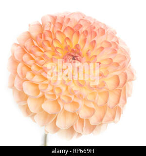 Fleur Dahlia against White Background, Portrait Banque D'Images