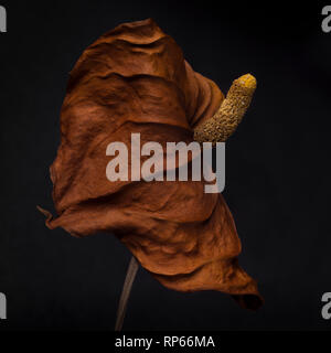 Spathe et spadice Anthurium séché sur un fond sombre Banque D'Images