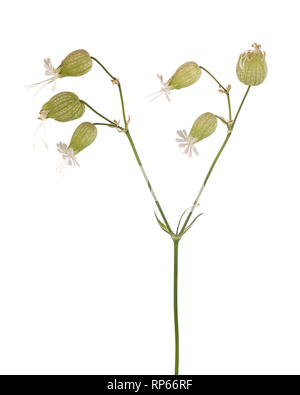 La silène ou Maidenstears, Silene vulgaris, sur tige en forme de Y contre fond blanc Banque D'Images