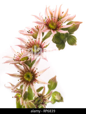 La floraison de poules et de poussins, succulentes Sempervivum, Close-Up Detail against White Background Banque D'Images