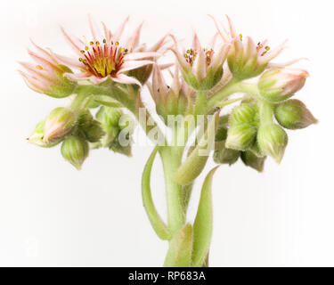 La floraison de poules et de poussins, succulentes Sempervivum, Close-Up Detail against White Background Banque D'Images