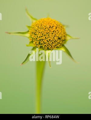 Tournesol mexicain, Tithonia rotundifolia, pas de pétales contre fond vert Banque D'Images