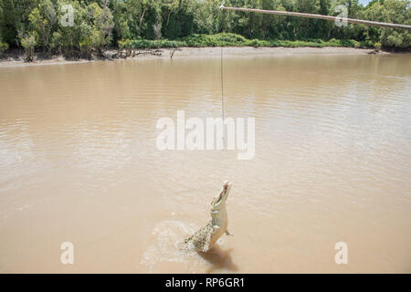 Saltwater crocodile blanc, avec hypomelanism, sauts au cours de la viande crue dans le Adelaide River dans le Territoire du Nord de l'Australie Banque D'Images