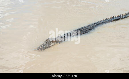 Grand saltwater crocodile nageant dans les eaux troubles, brown Adelaide River dans un ​Remote Northern​ la zone de territoire de l'Australie Banque D'Images