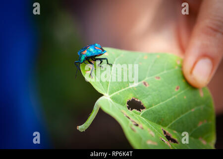 Harlequin Hibiscus Bug sur une feuille verte tenue par la main femme Banque D'Images