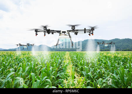 Drone volée pour pulvériser l'agriculture engrais sur les champs de maïs sucré Banque D'Images