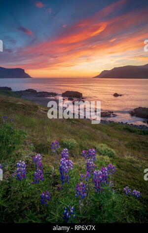 Coucher du soleil sur la côte de Dyrafjordur fjord, près de Pingeyri. Westfjords, Islande. Banque D'Images