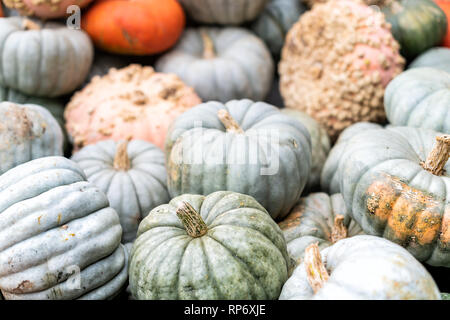 Grands et petits gris vert orange blanc Halloween Thanksgiving automne Courge potiron sculpter affichage en magasin ou farm Banque D'Images