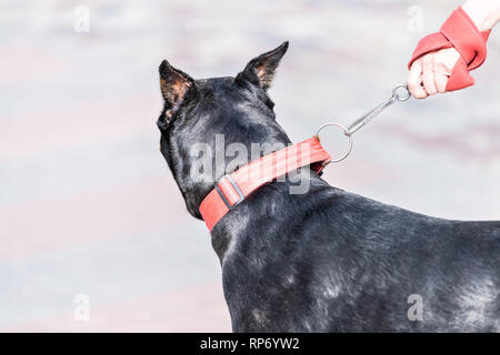Retour d'un chien doberman noir avec la main libre en laisse les oreilles sur la rue à Lviv, Ukraine et l'arrière-plan flou Banque D'Images