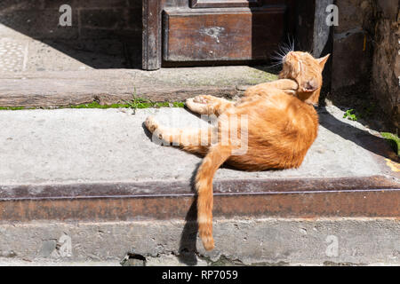 Funny stray cat orange et gingembre un grattage de toilettage oreilles assis sur un trottoir, à proximité de bâtiment maison à Lviv, Ukraine Banque D'Images