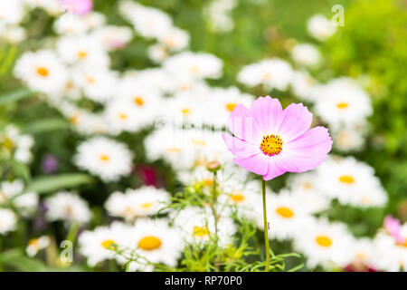 Gros plan macro de fleurs cosmos rose et blanc et jaune orange camomille fleurs daisy dans l'arrière-plan flou croissant dans jardin en été, pat Banque D'Images
