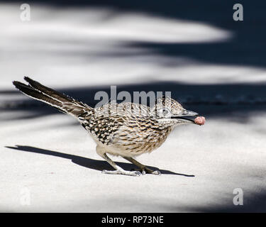 Une plus grande Roadrunner (Geococcyx californianus) mange des hamburgers, Desert Hot Springs, CA, USA. Banque D'Images