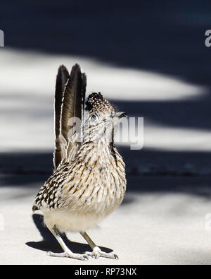 Une plus grande (Geococcyx californianus) Roadrunner, Desert Hot Springs, CA, USA. Banque D'Images