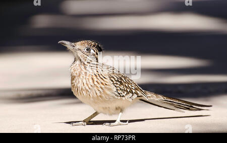 Une plus grande (Geococcyx californianus) Roadrunner, Desert Hot Springs, CA, USA. Banque D'Images