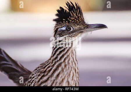 Une plus grande (Geococcyx californianus) Roadrunner, Desert Hot Springs, CA, USA. Banque D'Images